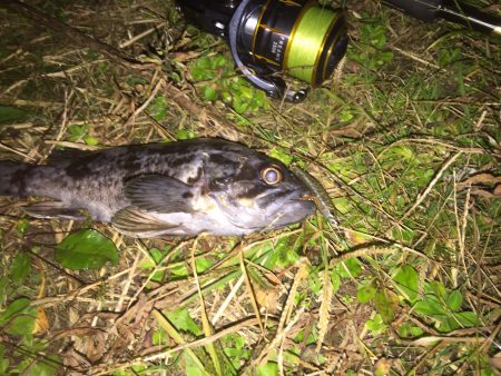 ソイが釣れました